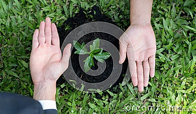 Group of businesspeople hand grow and nurture plant together. Gyre Stock Photo