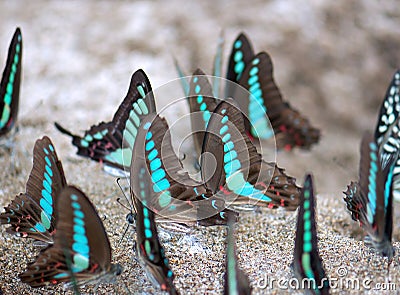 A Group Of Butterflies 73