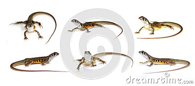 Group of butterfly agama lizard Leiolepis Cuvier isolated on a white background. Reptile. Animal Stock Photo