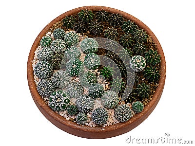 A group of cactus plants in the garden tray, presented Yin-Yang symbolic, isolated on white background Stock Photo