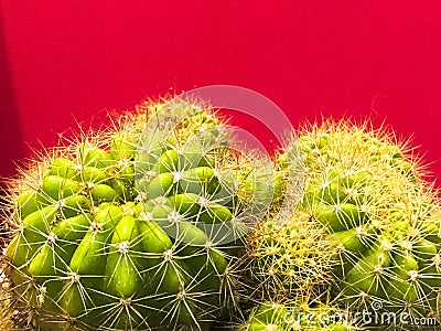 Group of cactus,sharp thorn,the Echinopsis Calochlora cactus Stock Photo