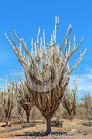 Group of cactus trees in National Park Stock Photo