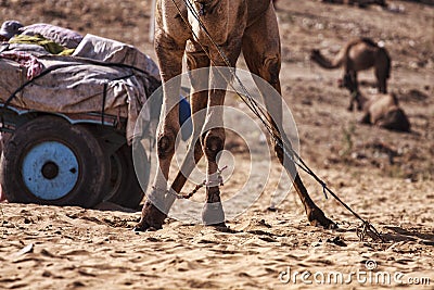 A few camels in Pushkar,Mela Stock Photo