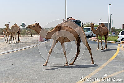 A group of camels cross the Middle Eastern Road while cars wait Editorial Stock Photo