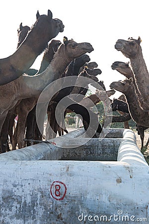 A group of camels drinking water. Stock Photo