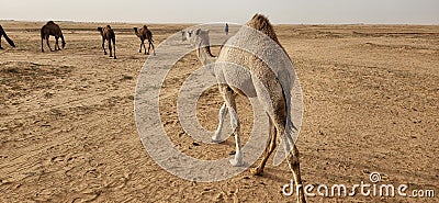 Group of camels grazing in a desert-like terrain, with sandy, arid ground Stock Photo