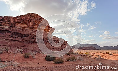 Group of camels grazing on small shrubs in orange red sand of Wadi Rum desert, tall rocky mountains background Stock Photo