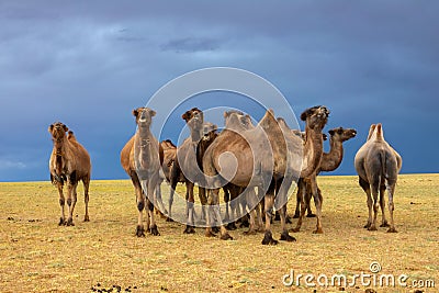 Group camels in steppe and storm sky Stock Photo