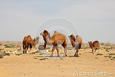 Camels of the Kyzylkum desert Stock Photo