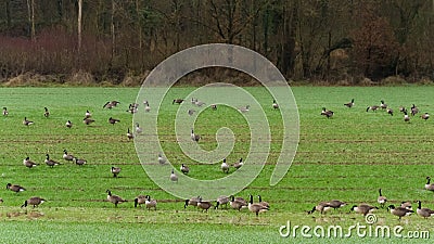 A group of Canada geese Branta canadensis, or Canadian geese Stock Photo