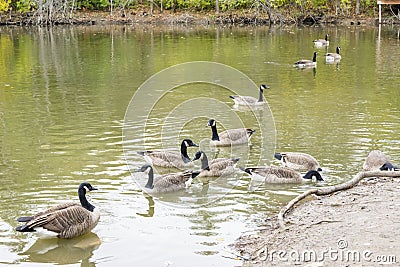 Group of Canada geese (Branta canadensis) in a pond Stock Photo