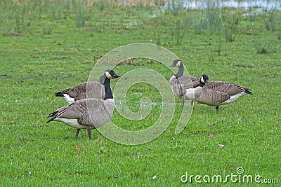 group of canada geese in a meadow Stock Photo