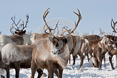 Group of caribou Stock Photo