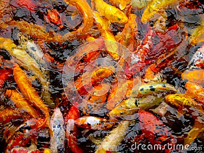 A group of carps in a pond Stock Photo