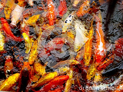 A group of carps in a pond Stock Photo