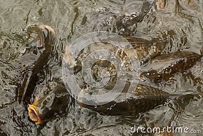 Group of Carps at the surface of a lake Stock Photo