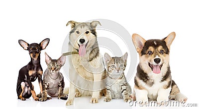 Group of cats and dogs in front. Stock Photo