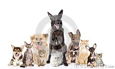 Group of cats and dogs in front. looking at camera Stock Photo