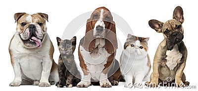 Group of cats and dogs in front of white Stock Photo