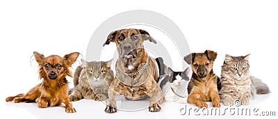 Group of cats and dogs lying in front. looking at camera. Stock Photo