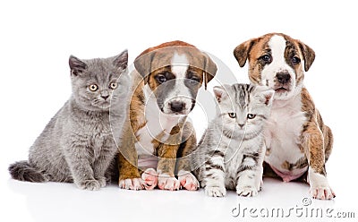 Group of cats and dogs sitting in front. isolated Stock Photo