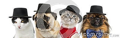 Group of cats and dogs wearing a black hat Stock Photo