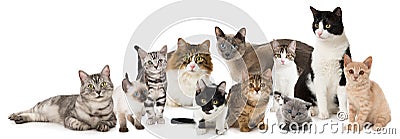 Group of cats Stock Photo