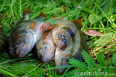 group of caught perch fish and bait Stock Photo