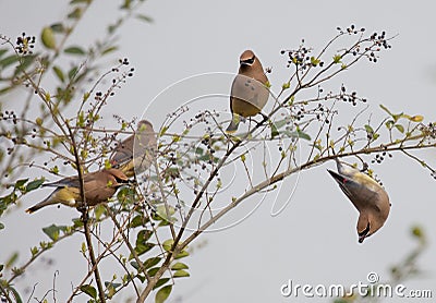 Group of Cedar Waxwings Stock Photo