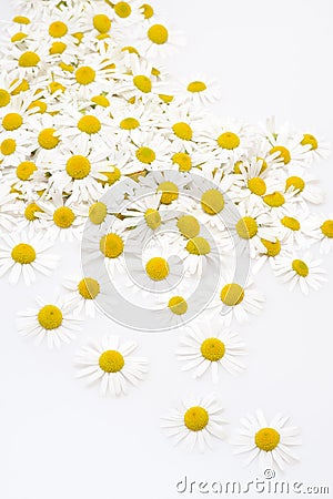 Group of Chamomile flower heads isolated on white Stock Photo