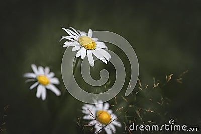 An amazing shot of a group of chamomile flowers in the evening in the dark grass. Close-up of flowers in a field Stock Photo