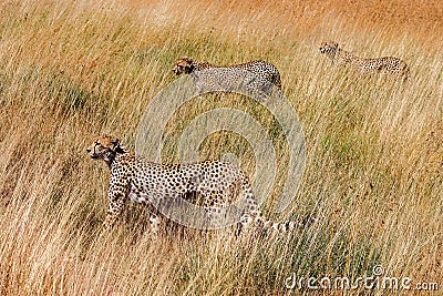 Group cheetah hunts Serenegeti national park. Africa. Tanzania. Hiding in the tall grass Stock Photo