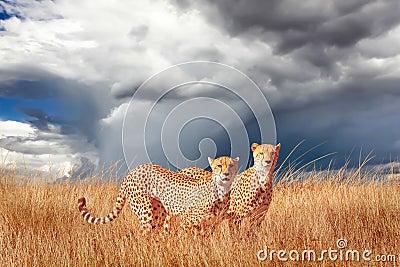 Group of cheetahs in the African savannah. Africa, Tanzania, Serengeti National Park. Wild life of Africa. Stock Photo