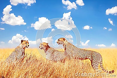 Group of cheetahs in the African savannah against a blue sky with clouds. Africa, Tanzania, Serengeti National Park. Stock Photo