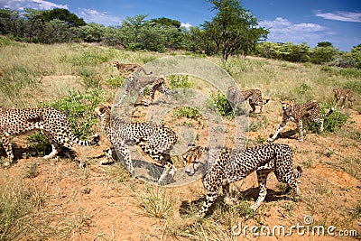 Group of Cheetahs looking for food Stock Photo