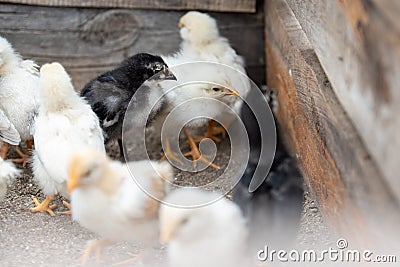 Group chickens baby Stock Photo
