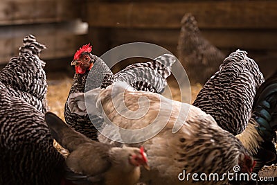 A Group of Chickens Stock Photo