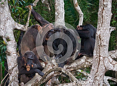 Group chimpanzee sitting on mangrove branches. Republic of the Congo. Conkouati-Douli Reserve. Cartoon Illustration