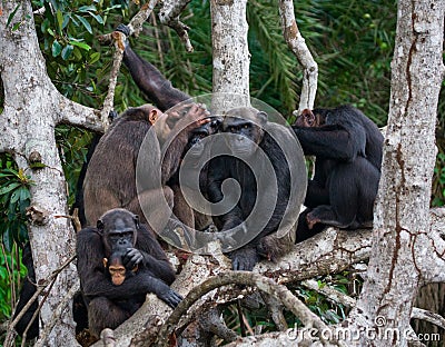 Group chimpanzee sitting on mangrove branches. Republic of the Congo. Conkouati-Douli Reserve. Cartoon Illustration