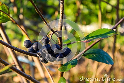 A group of chokeberries on a branch. Aronia berries Stock Photo