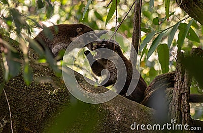 A Group of Coatis in the Jungle Stock Photo