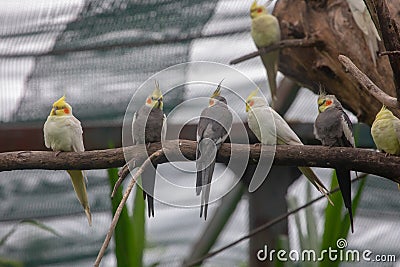 Group of Cockatiels Stock Photo
