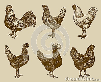 Group of cocks and hens from of different chicken breeds isolated on an ocher background Vector Illustration