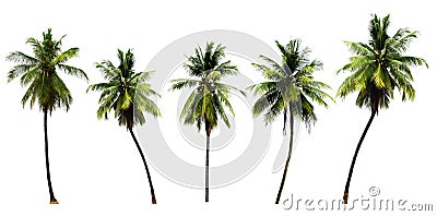 Group of coconut tree growing up on seabeach ingredients of thai food or drinks isolated on white background Stock Photo