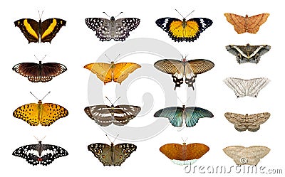 Group of colorful butterflys and moth isolated on a white background. Insect. Animal Stock Photo