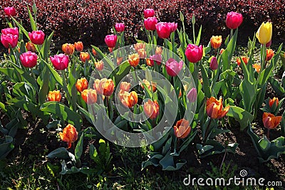 Group of colorful tulips in the garden Stock Photo