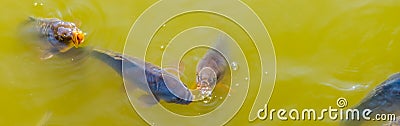 Group of common carps coming above the water with their mouths, common fish specie from Europe Stock Photo