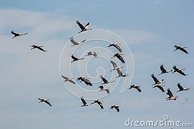 Group of common cranes blue sky flying grus grus Stock Photo