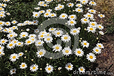 A group of Common Daisy flowers and buds growing in a garden in Hales Corners, Wisconsin Stock Photo