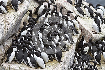 Group common murre in a colony of sea birds on the Pacific Stock Photo